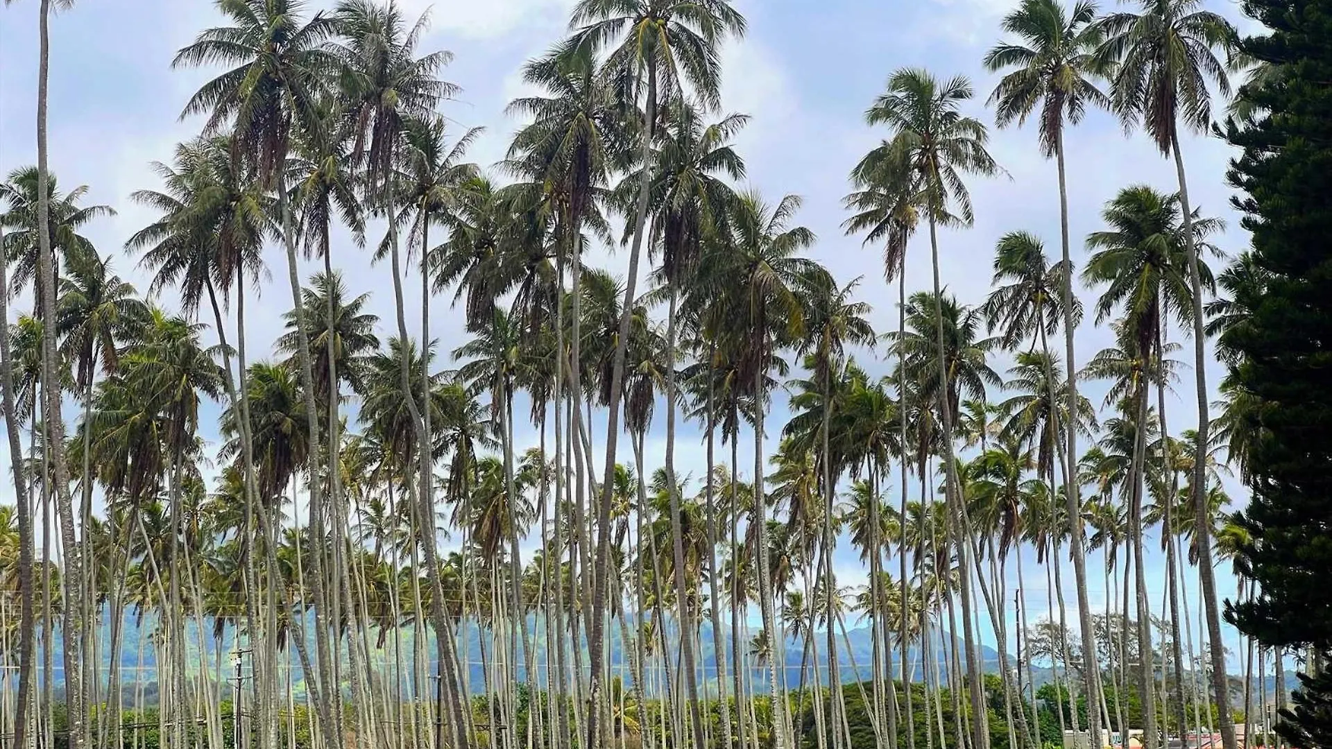 Islander On The Beach 131 Kapa'a 0*,